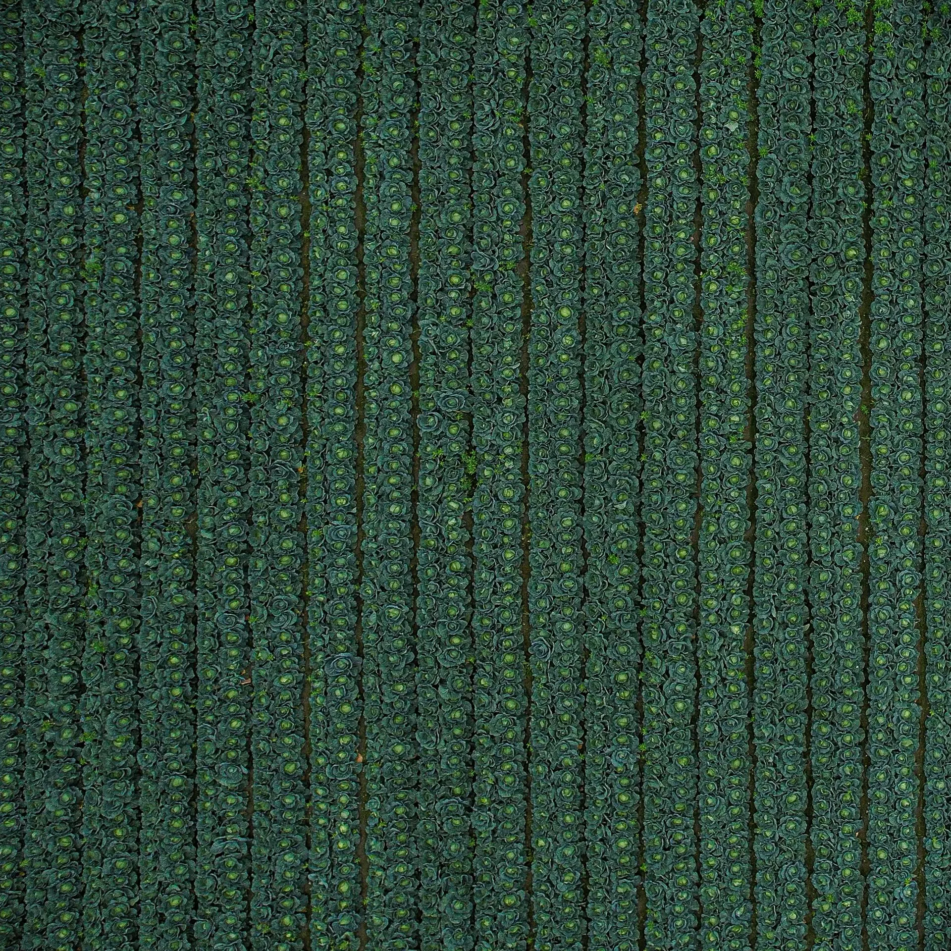 Plantação de chá na Gorreana com colinas verdes