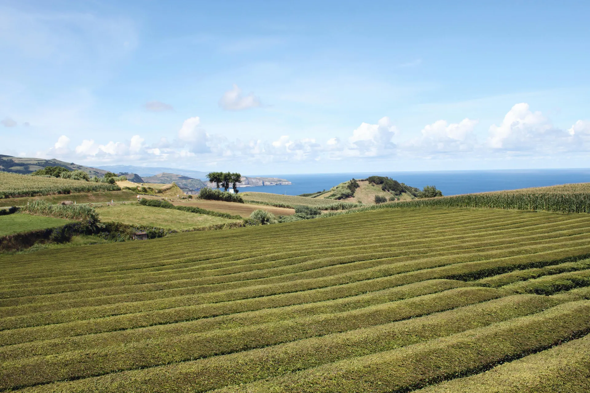 Panorama de plantação de chá nos Açores com neblina e estrada calma